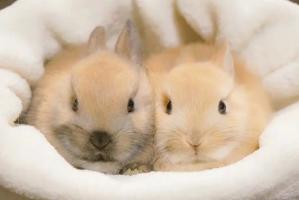 属兔今年多大岁数2024 属兔的今年多大了2024年岁数表