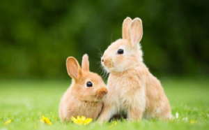 属兔的今年多大年龄2024 属兔的今年多大虚岁2024