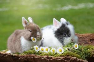 属兔几日出生大富大贵 属兔几日出生最不好命