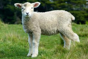 2024年属羊人穿什么颜色最旺 2024年属羊的幸运色